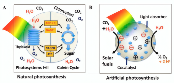 A自然光合作用，B人工光合成（光催化CO2还原反应）示意图
